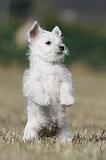 WESTIE 176